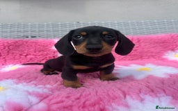 Miniature Dachshund dogs for sale: MINIATURE DACHSHUNDS REDUCED!! - Image 3