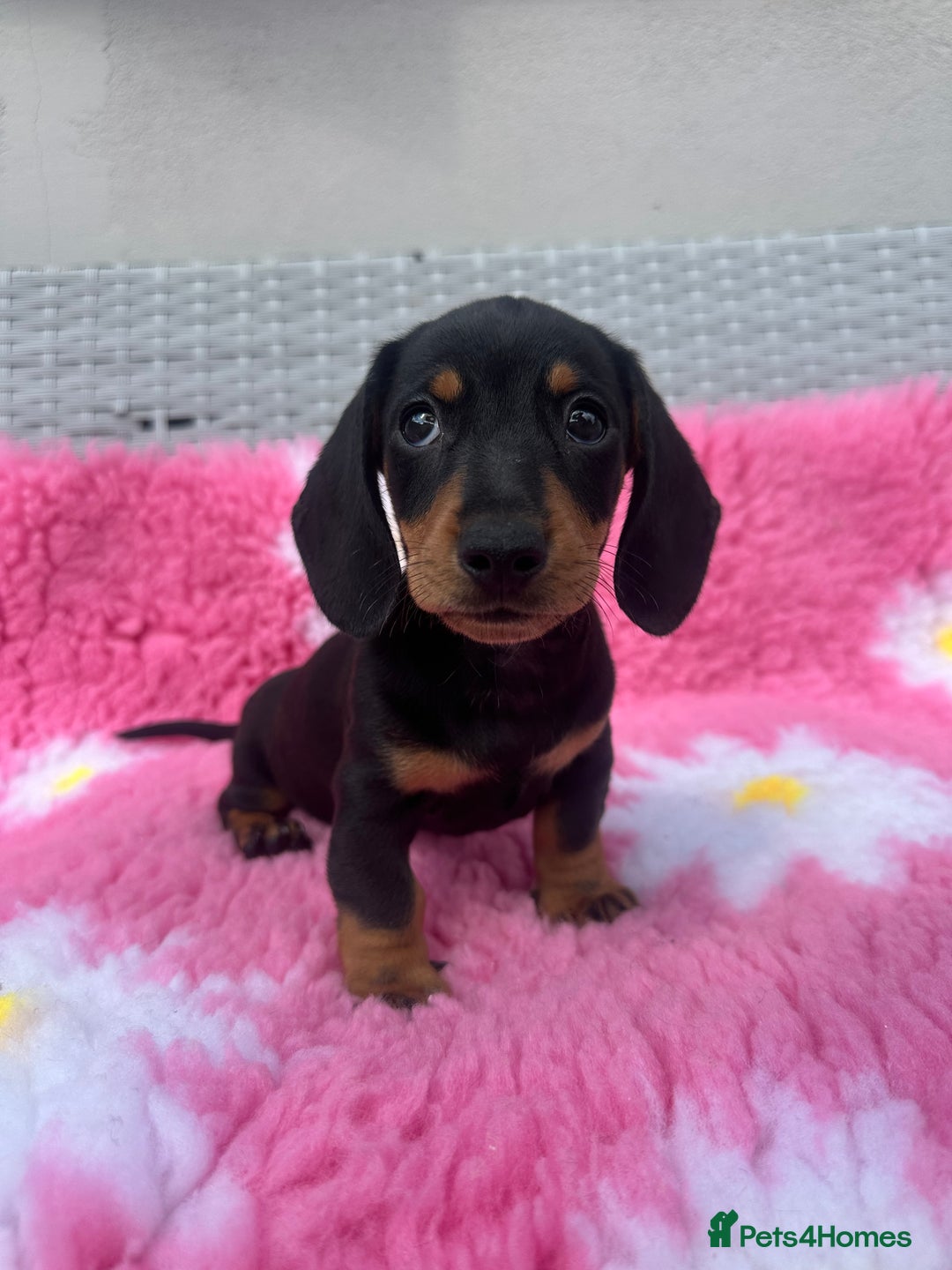 Miniature Dachshund dogs for sale: MINIATURE DACHSHUNDS REDUCED!! - Image 3