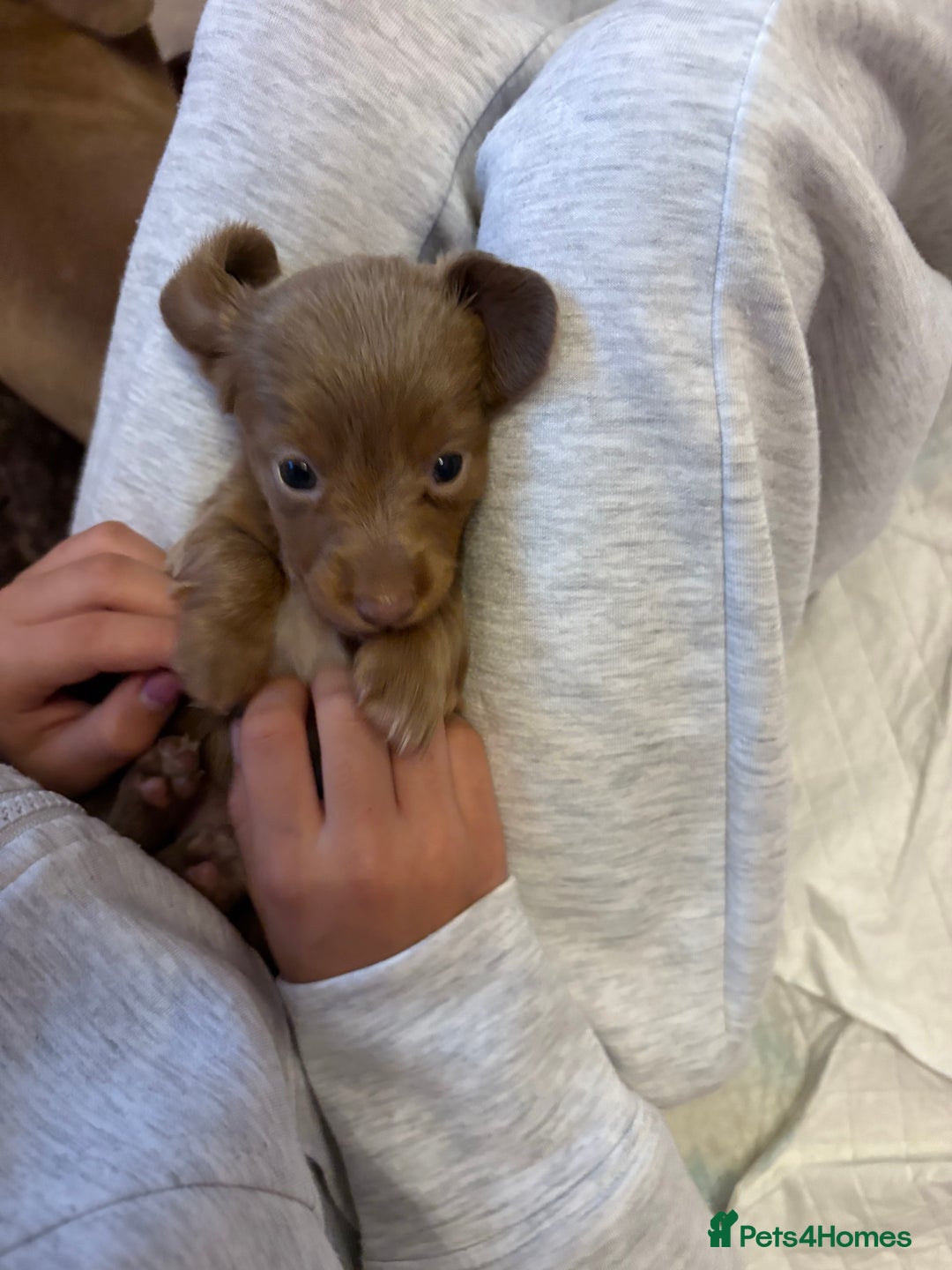Miniature Dachshund dogs for sale: 1 long hair female miniature dachshund left  - Image 7