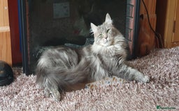 Maine Coon cats for sale: Beautifall Maine coon kittens - Advert 9