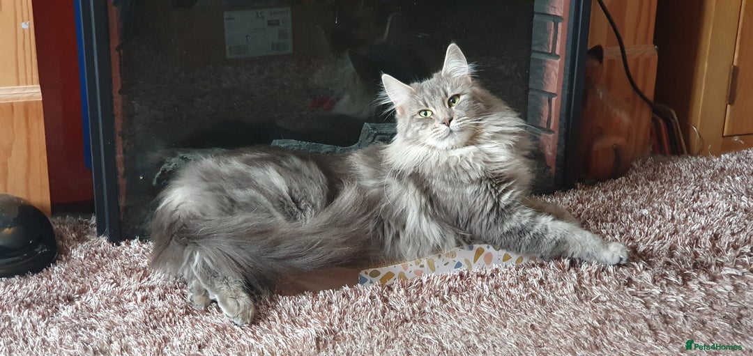 Maine Coon cats for sale: Beautifall Maine coon kittens - Advert 9