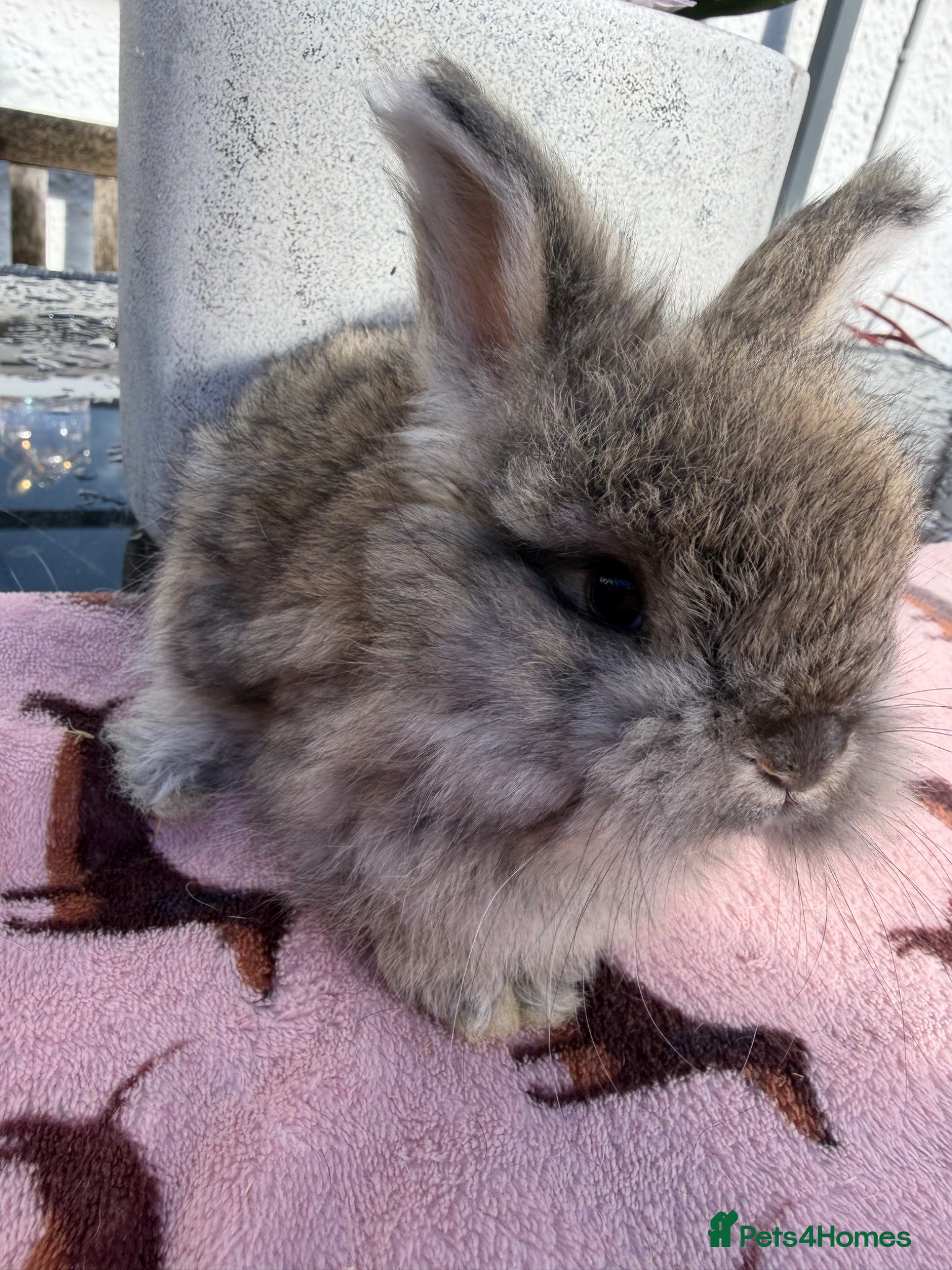 Angora rabbits for sale: Angora buns - Advert 1