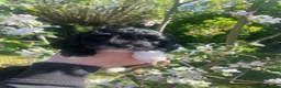 Jackapoo dogs for sale: 🏆Beautiful Jackapoo puppies🏆 1 BOY AND GIRL LEFT - Advert 30