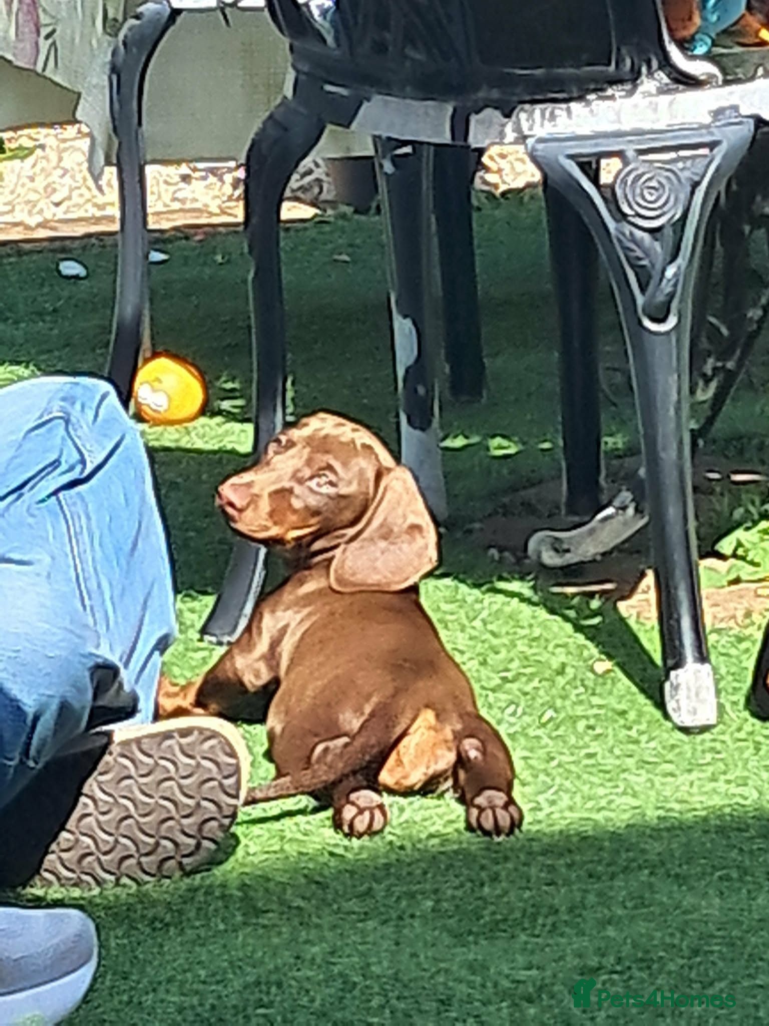 Dachshund dogs Beautiful Mini Dachshund Puppies - Advert 7