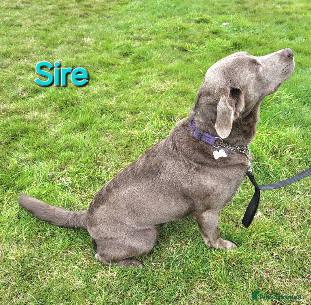 Labrador Retriever dogs for sale: Gorgeous KC Silver Labrador Puppies. - Image 19