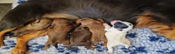 Cockapoo dogs for sale: 💥RARE COLOUR H/TESTED TOY F1 COCKAPOOS FOR SALE💥 - Advert 5