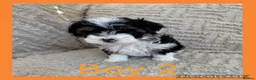 Maltipoo dogs for sale: Beautiful Maltipoo Puppies  - Advert 20