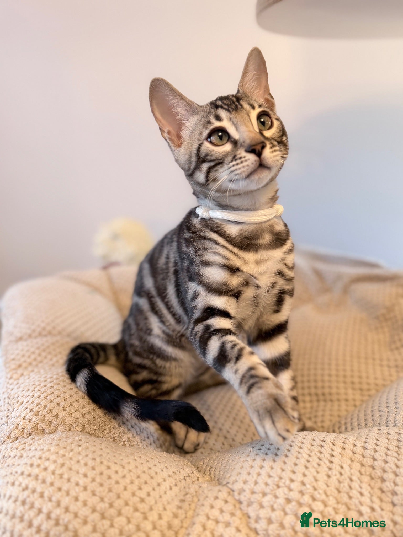 Bengal cats for sale: Exceptional Bengal Kittens Ready Now  - Advert 1