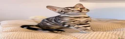 Bengal cats for sale: Exceptional Bengal Kittens Ready Now  - Advert 1
