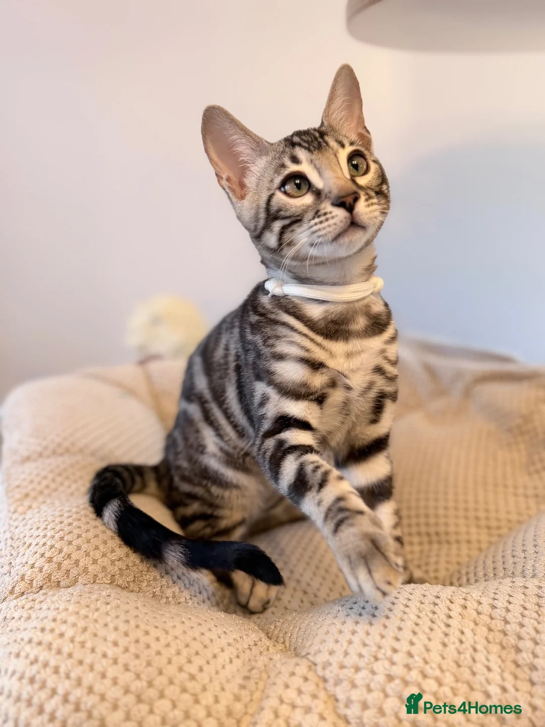 Bengal cats for sale: Exceptional Bengal Kittens Ready Now  - Advert 1