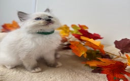 Ragdoll cats for sale: Adorable Ragdoll Kittens - GCCF registered - Image 7