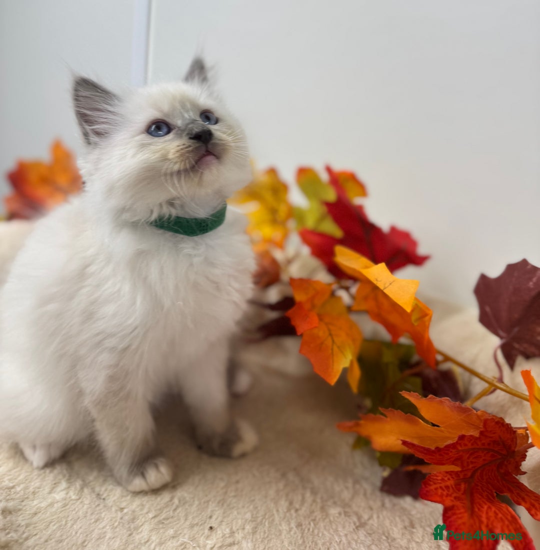 Ragdoll cats for sale: Adorable Ragdoll Kittens - GCCF registered - Image 7