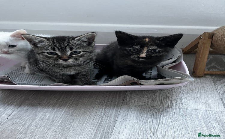 Mixed Breed cats - Advert 15