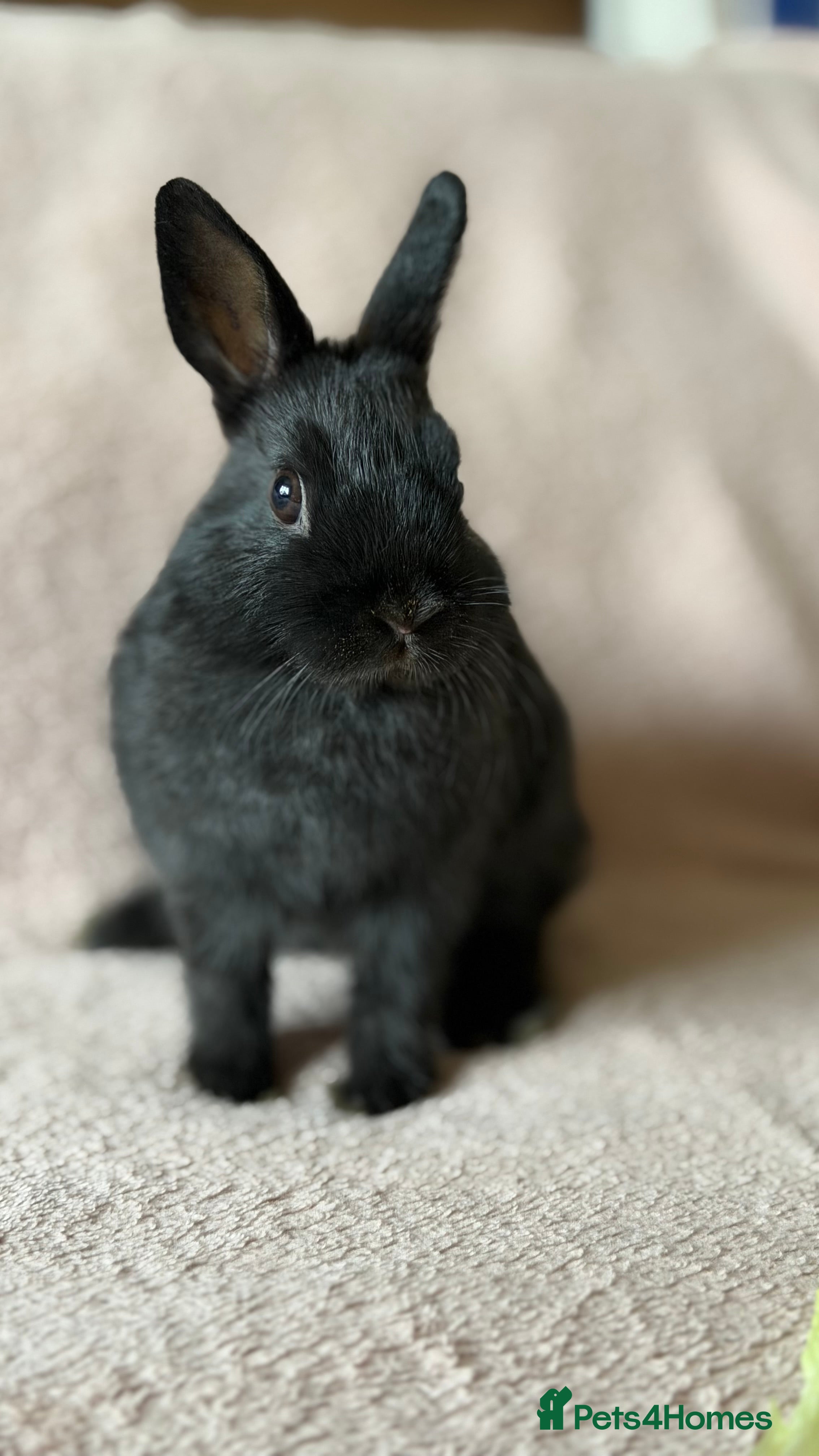 Netherland Dwarf rabbits Netherland Dwarf - Advert 2