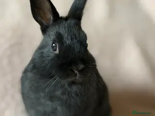 Netherland Dwarf rabbits Netherland Dwarf - Advert 2