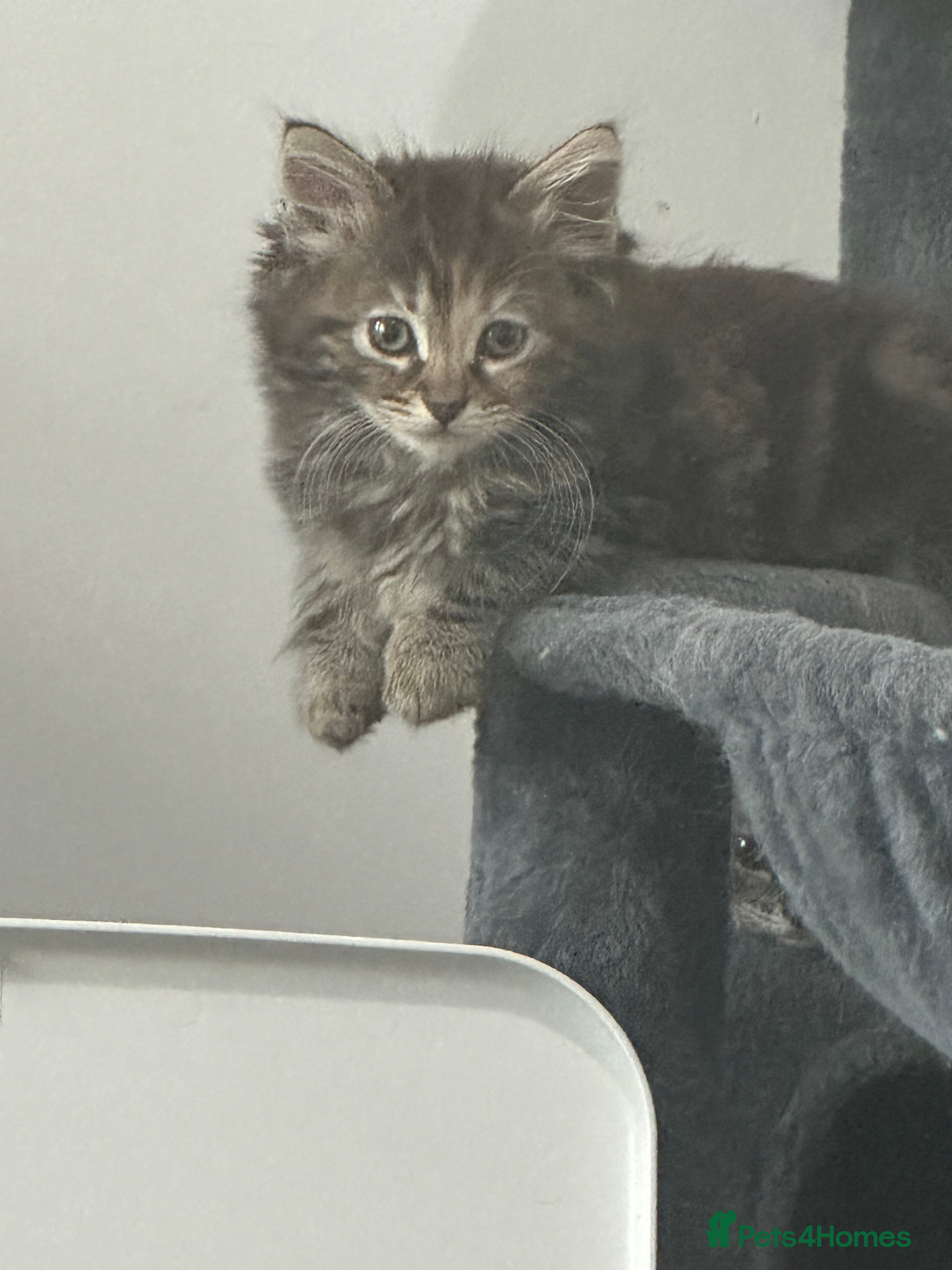 Maine Coon cats Maincoon cross ragdoll - Advert 2