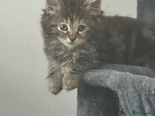 Maine Coon cats Maincoon cross ragdoll - Advert 2