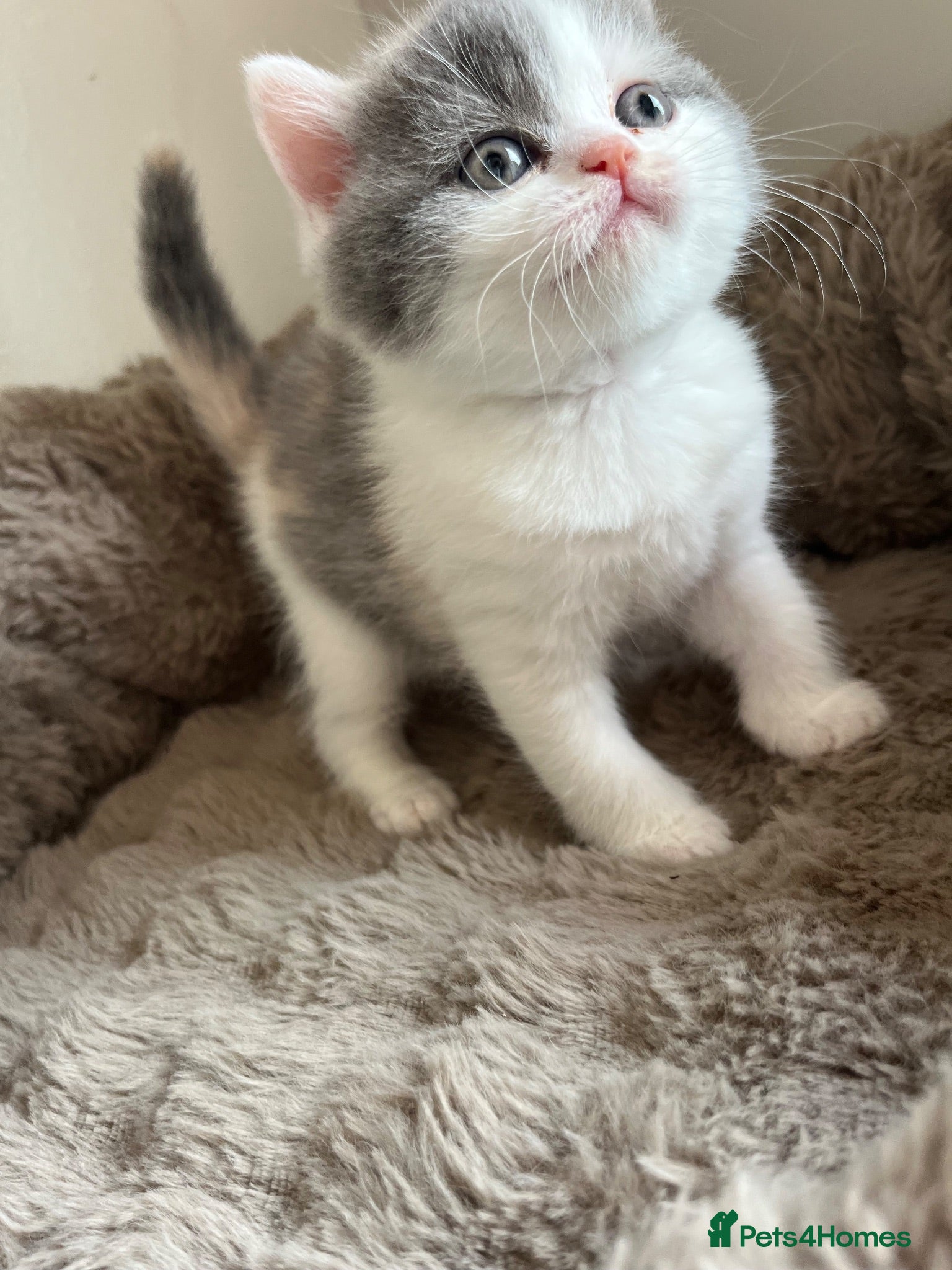British Shorthair cats British short hair kittens  - Advert 2