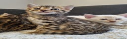 Bengal cats for sale: Pure Bengal kittens ready to reserve - Advert 3
