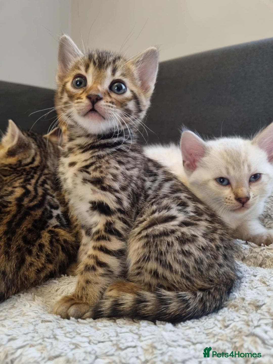 Bengal cats for sale: Pure Bengal kittens ready to reserve - Advert 3