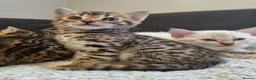Bengal cats for sale: Pure Bengal kittens ready to reserve - Advert 5