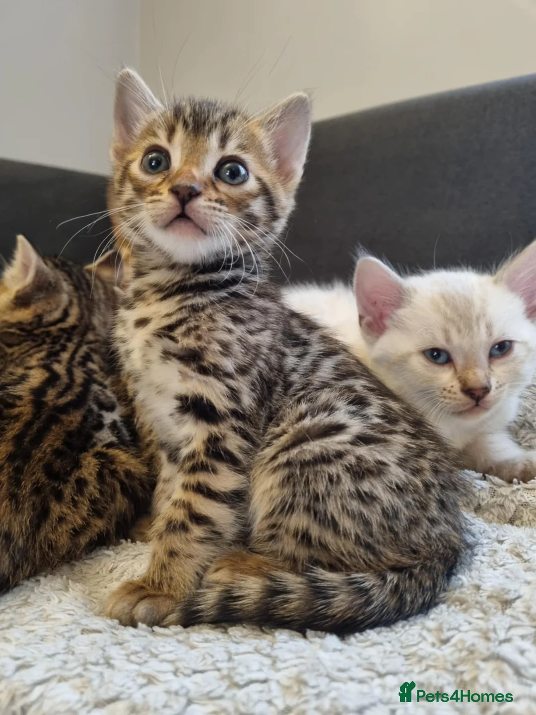 Bengal cats for sale: Pure Bengal kittens ready to reserve - Advert 5