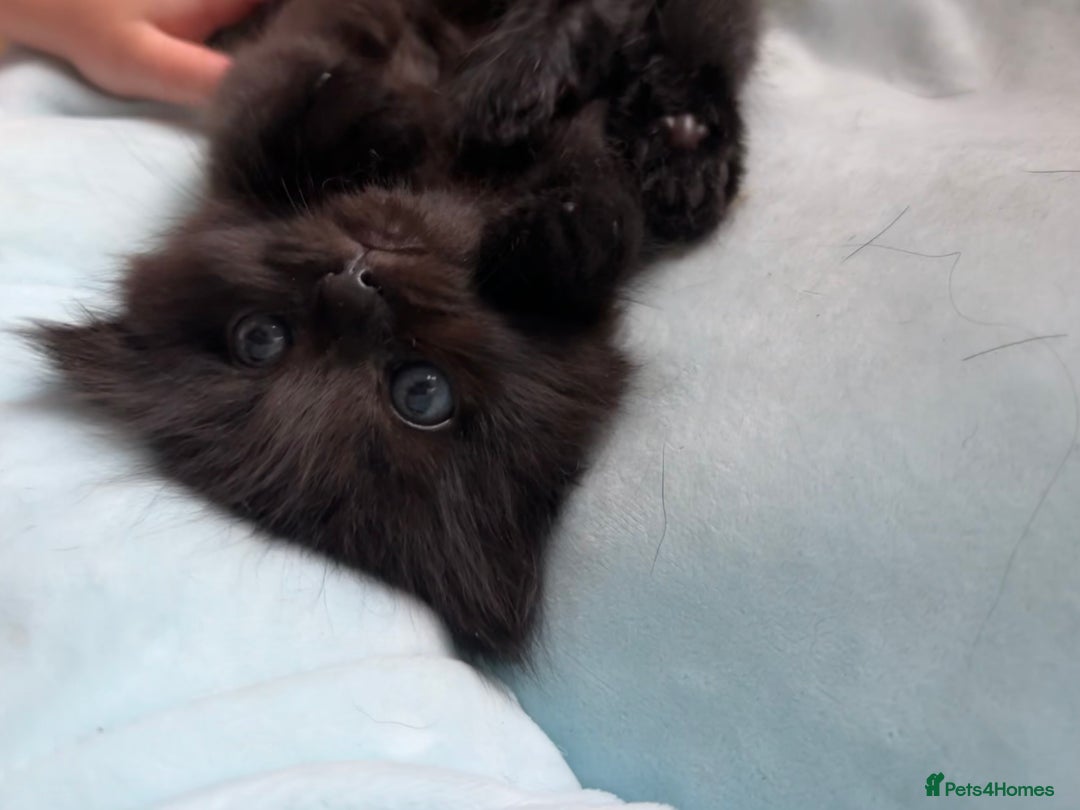 Perdoll cats for sale: Luxury Perdoll Kitten READY NOW  - Advert 27