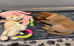 Labrador Retriever dogs for sale: Beautiful Labrador puppies 4 coats colour  - Image 3