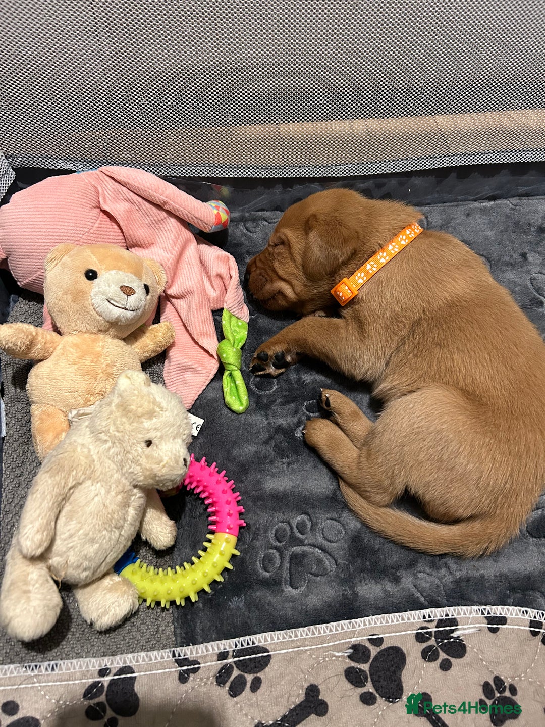 Labrador Retriever dogs for sale: Beautiful Labrador puppies 4 coats colour  - Image 3