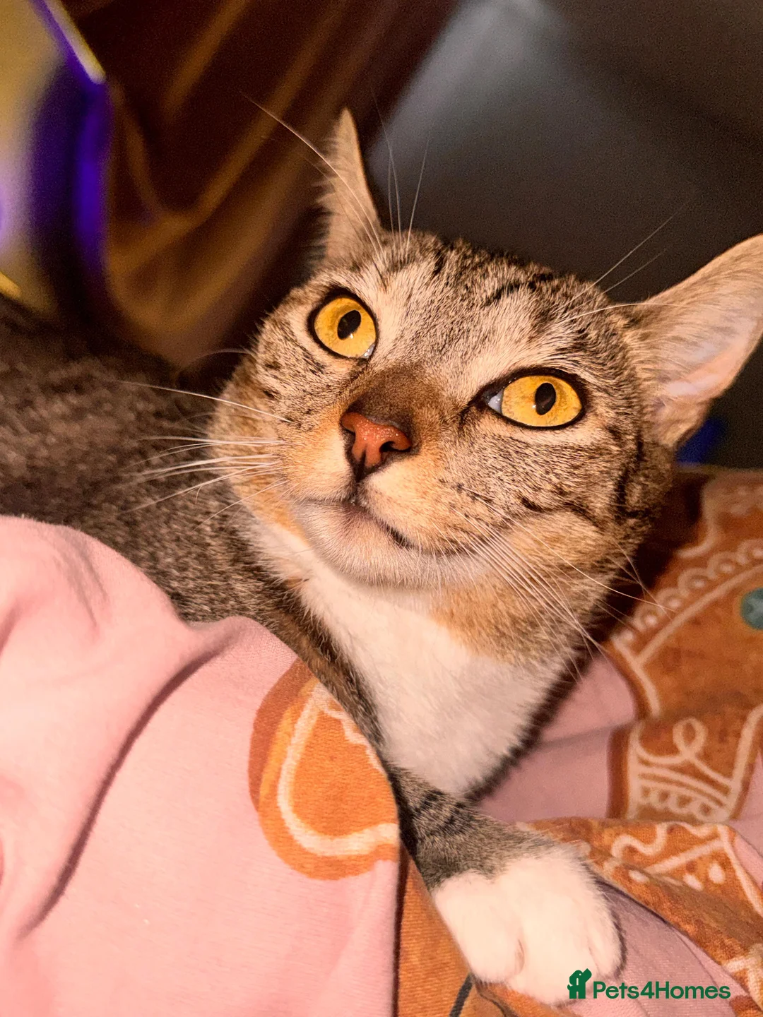 Mixed Breed cats for sale: Cat Looking for a Loving Home - Advert 2