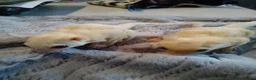 Sugar Glider rodents for sale: Platinum and creamino breeding pair  - Advert 4