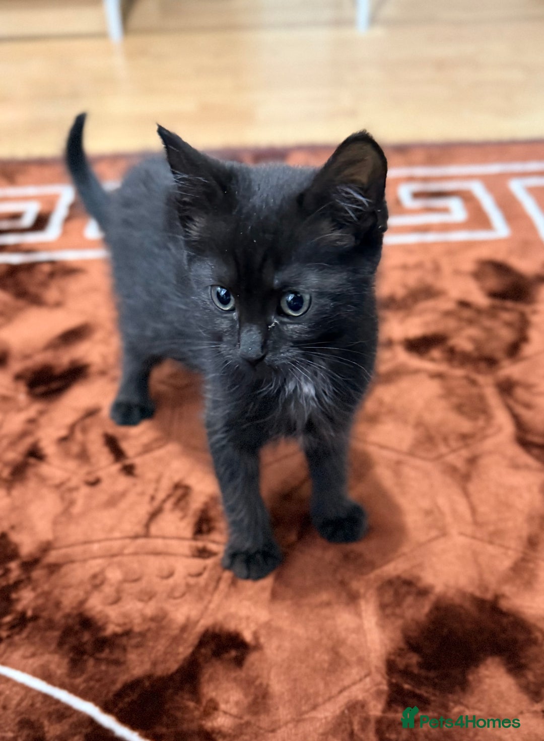 Domestic Shorthair cats for sale: Domestic medium hair cat - Image 2