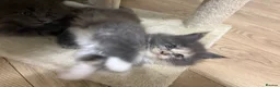 Maine Coon cats for sale: Beautiful full Maine Coon kittens  - Advert 9