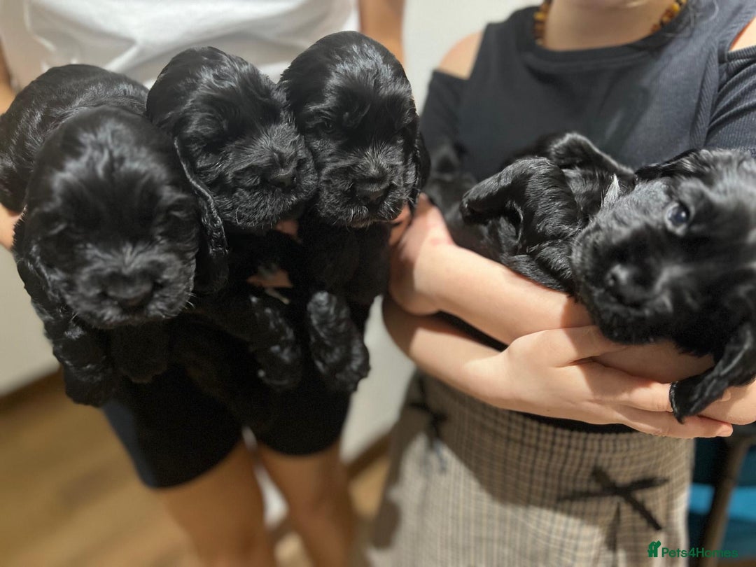 Cocker Spaniel dogs for sale: Show Type Cocker Spaniel  - Advert 25