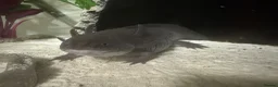 Axolotl reptiles for sale: 2 x Adult Axolotls  in Milton Keynes - Advert 3