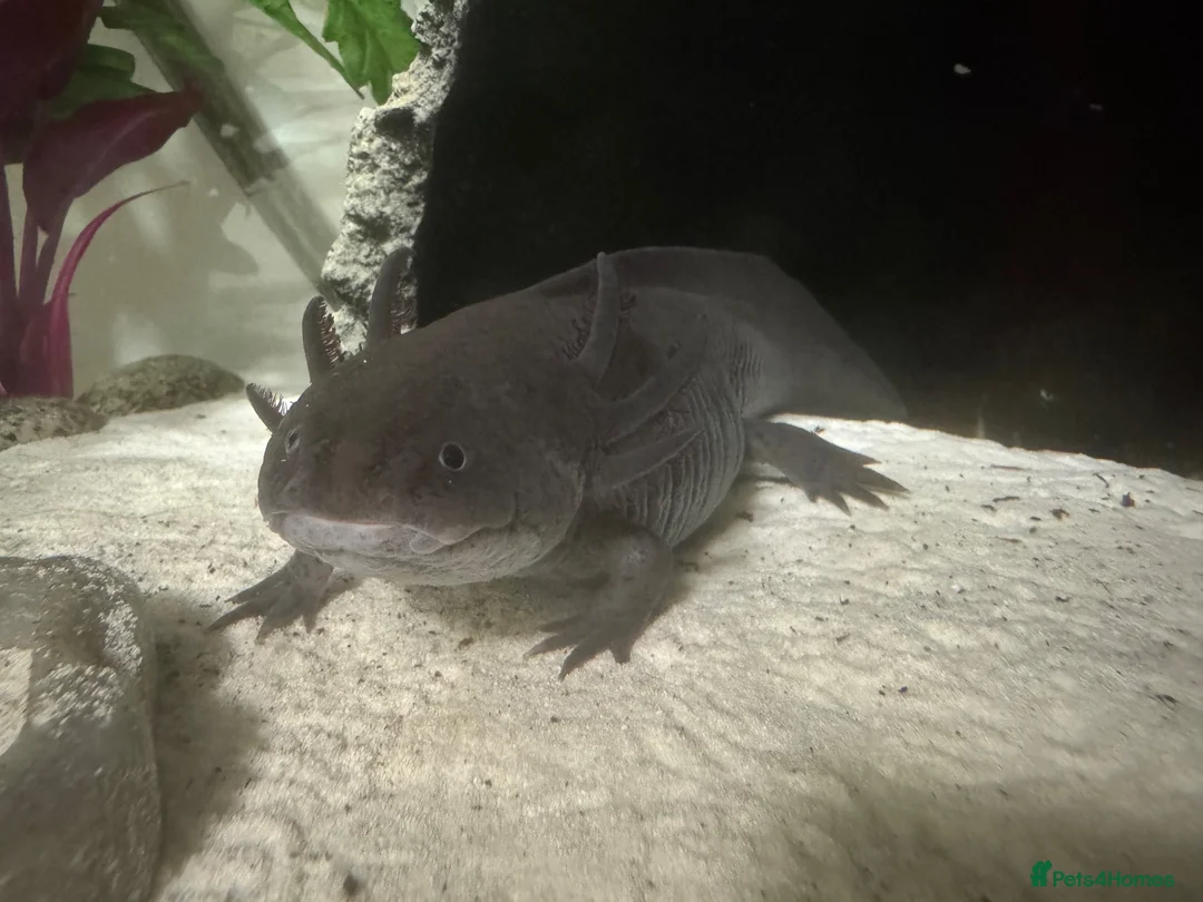 Axolotl reptiles for sale: 2 x Adult Axolotls  in Milton Keynes - Advert 3