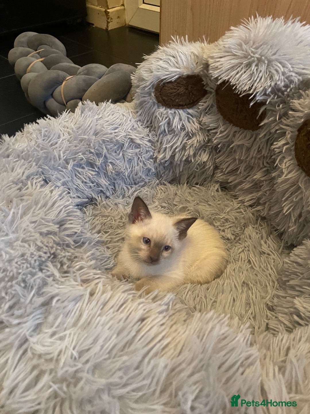 Bengal cats for sale: ABSOLUTELY BEAUTIFUL KITTENS 🐈‍⬛ XX - Advert 15