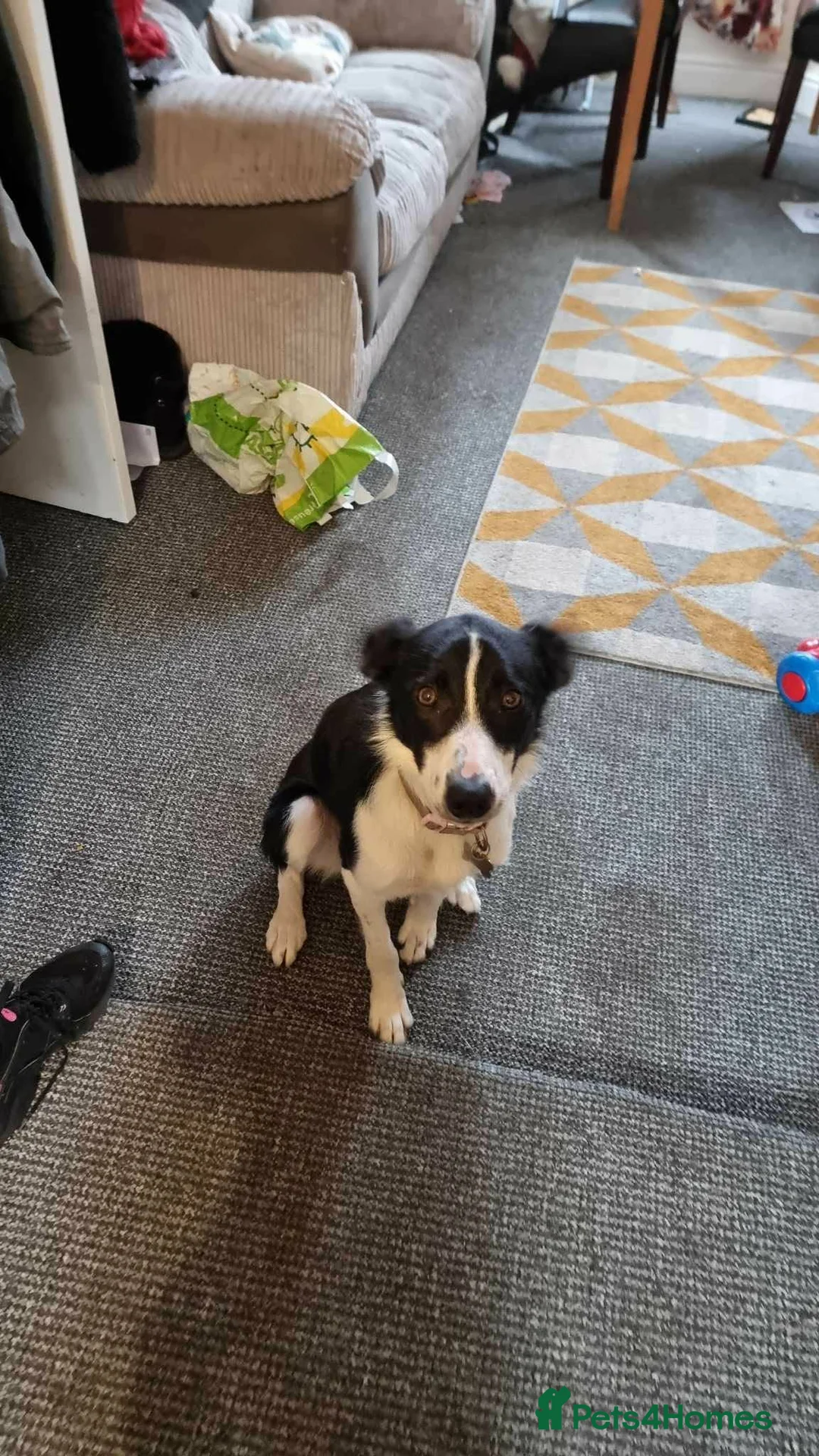 Border Collie dogs for sale: Border collie  - Advert 1