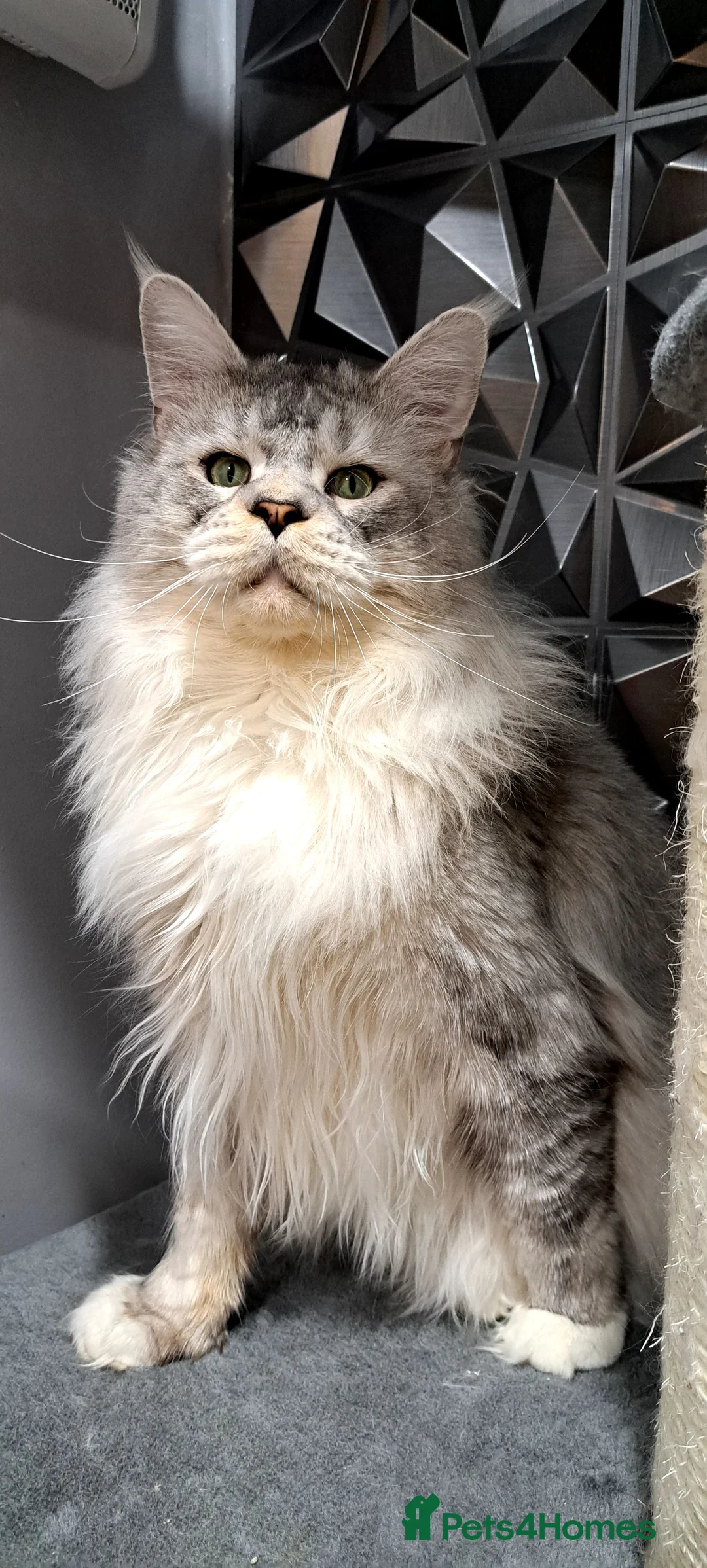 Maine Coon cats for stud: Maine coon boy for stud in London - Advert 7