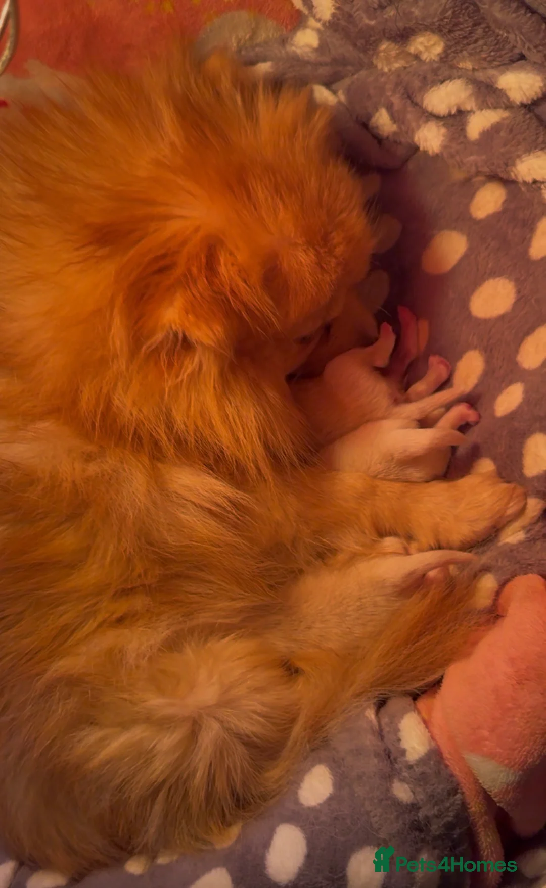 Pomeranian dogs for sale: 3 beautiful creamy/white Pomeranian puppies - Advert 13