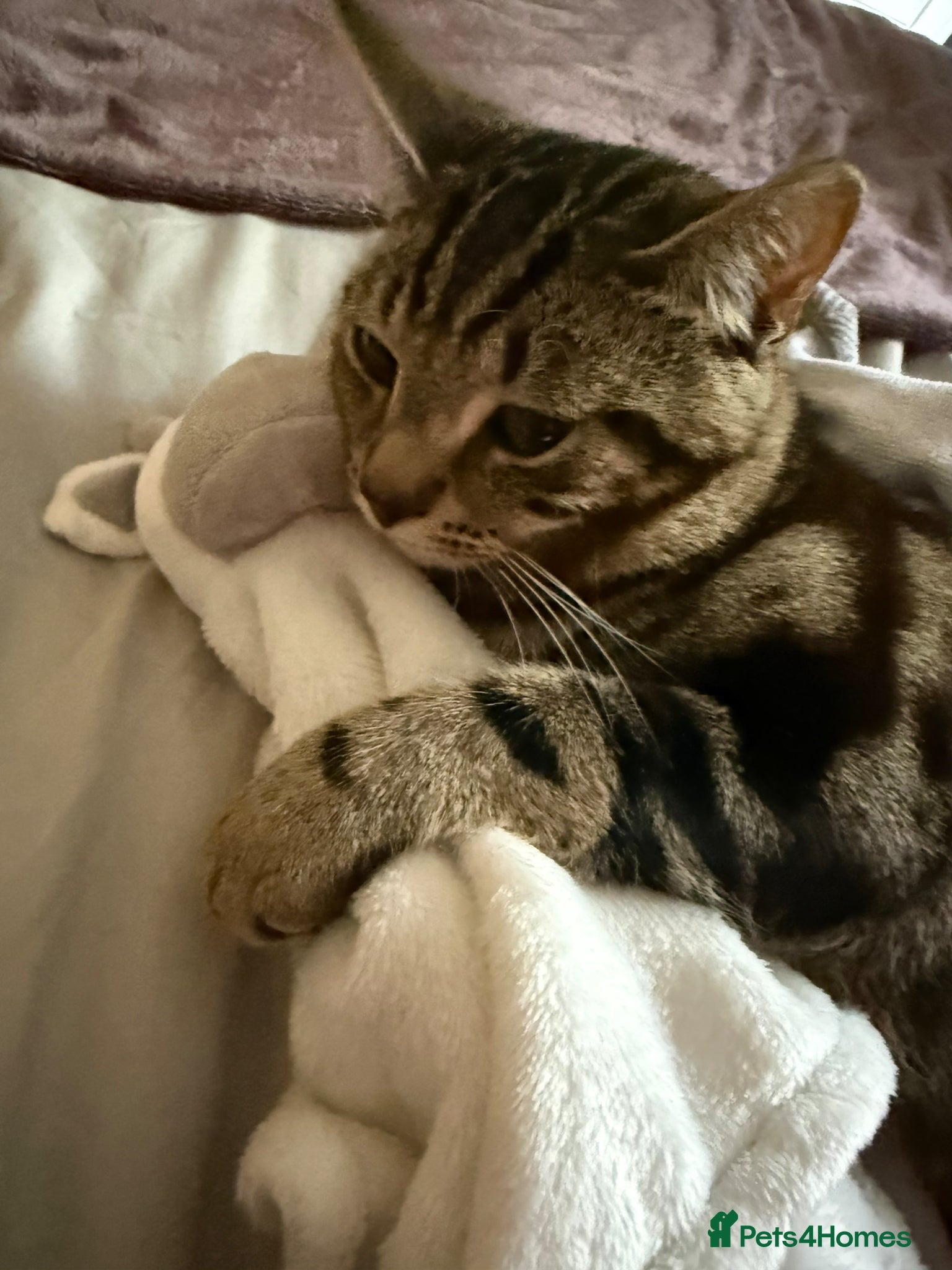 British Shorthair cats Leo needs a forever home - Advert 1