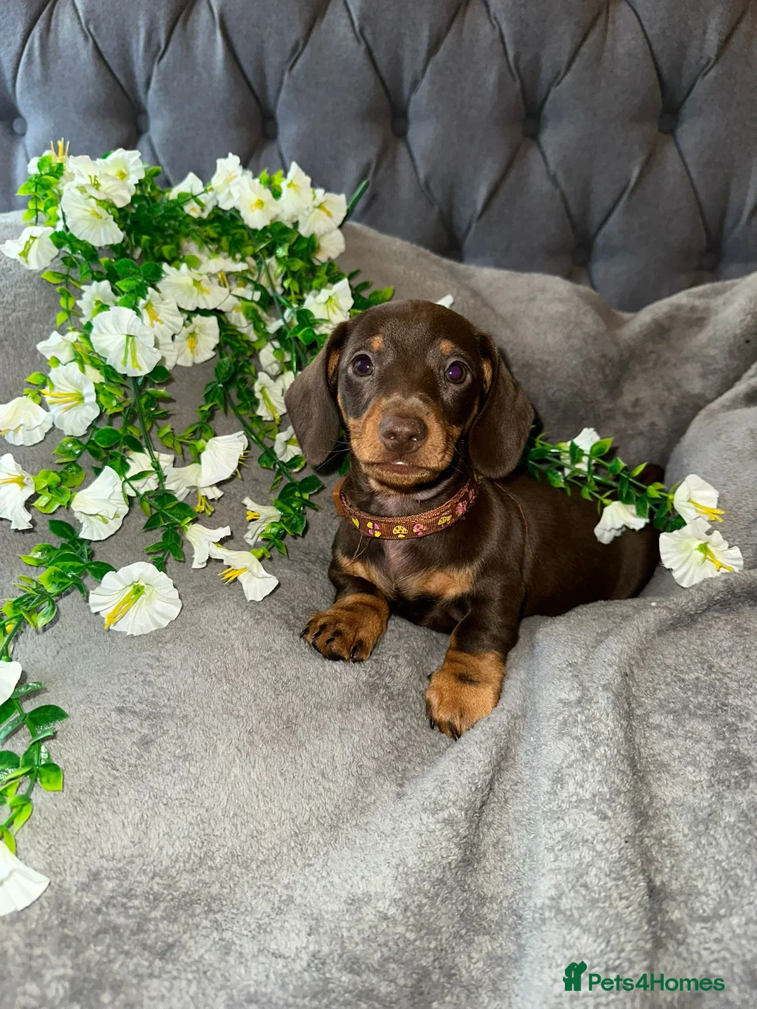 Miniature Dachshund dogs for sale: Miniature dachshund ready now  - Advert 1