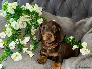 Miniature Dachshund dogs Miniature dachshund ready now - Advert 6
