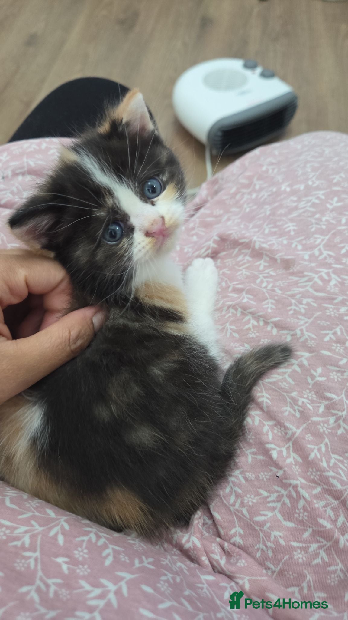 Mixed Breed cats Cute fluffy Persian kittens 😸 💖  - Advert 2