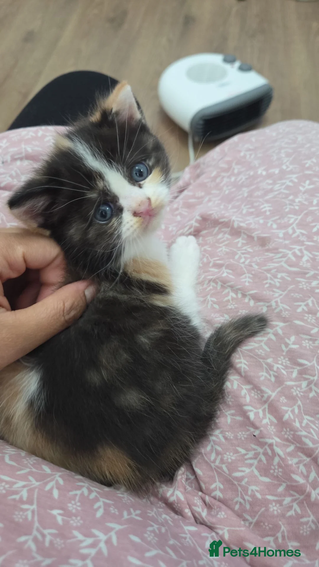 Mixed Breed cats for sale: Cute fluffy Persian kittens 😸 💖  - Advert 2