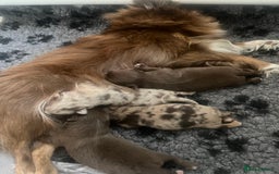 Chihuahua dogs for sale: Long haired chihuahua boy  - Image 9