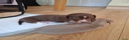 Dachshund dogs for sale: Minature dachshound puppies in Bedlington - Advert 6
