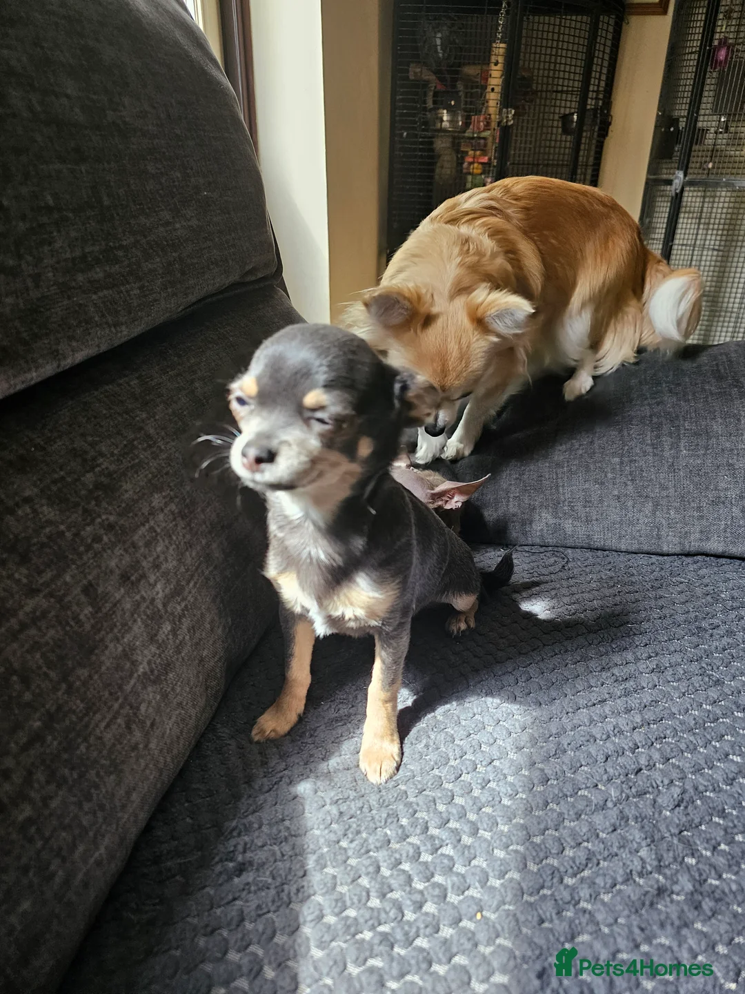 Chihuahua dogs for sale: Female 1yr old - Advert 2