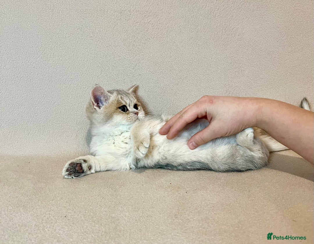British Shorthair cats for sale: 🐾 Pure BSH Kittens 🐾  - Advert 21