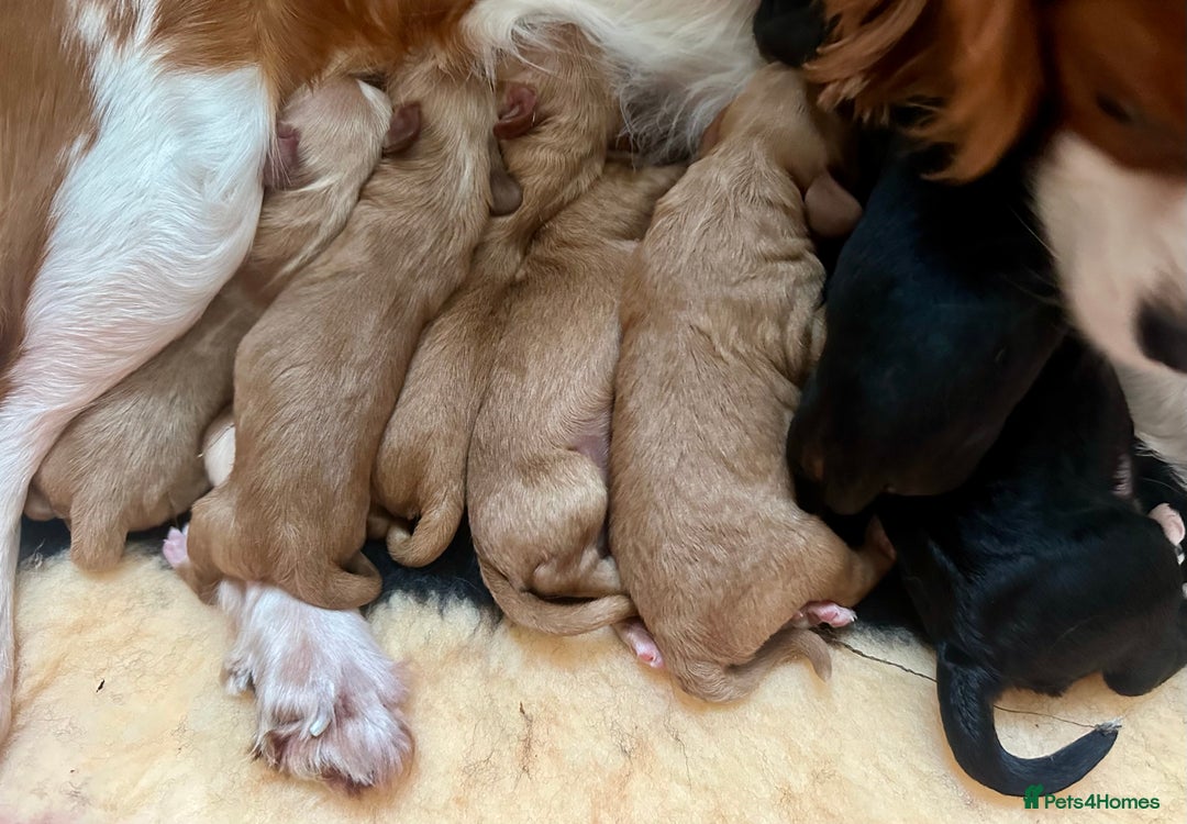 Miniature Poodle dogs for stud: KC Registered, health tested toy poodle stud dogs  in Exeter - Advert 3